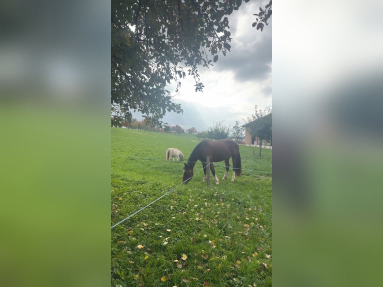 Freiberger Stute 15 Jahre 157 cm in St. Pelagiberg