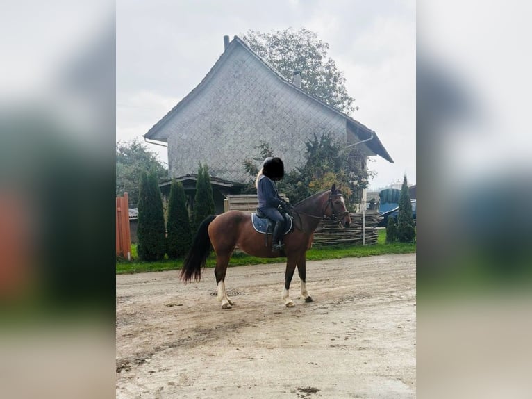 Freiberger Stute 15 Jahre 157 cm in St. Pelagiberg