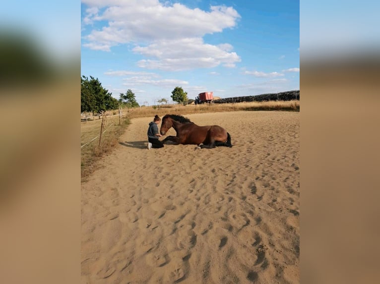 Freiberger Stute 15 Jahre 162 cm Dunkelbrauner in Halberstadt