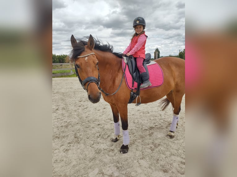 Freiberger Stute 16 Jahre 160 cm Brauner in Hoeselt