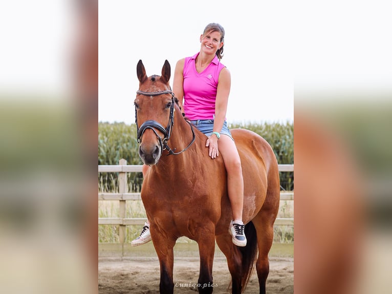 Freiberger Stute 16 Jahre 160 cm Brauner in Hoeselt
