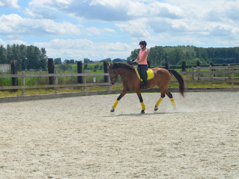 Freiberger Stute 16 Jahre 160 cm Brauner in Hoeselt