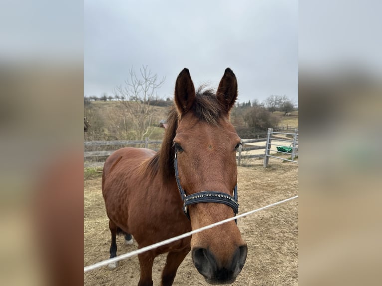 Freiberger Stute 17 Jahre 156 cm Brauner in Rheinfelden
