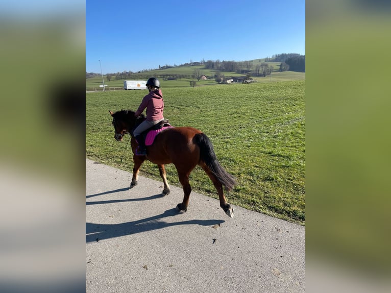 Freiberger Stute 17 Jahre 157 cm Brauner in Sch&#xF6;nholzerswilen