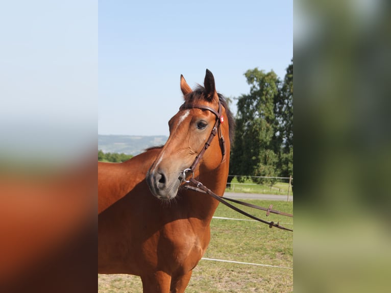 Freiberger Stute 17 Jahre 157 cm Brauner in Sch&#xF6;nholzerswilen