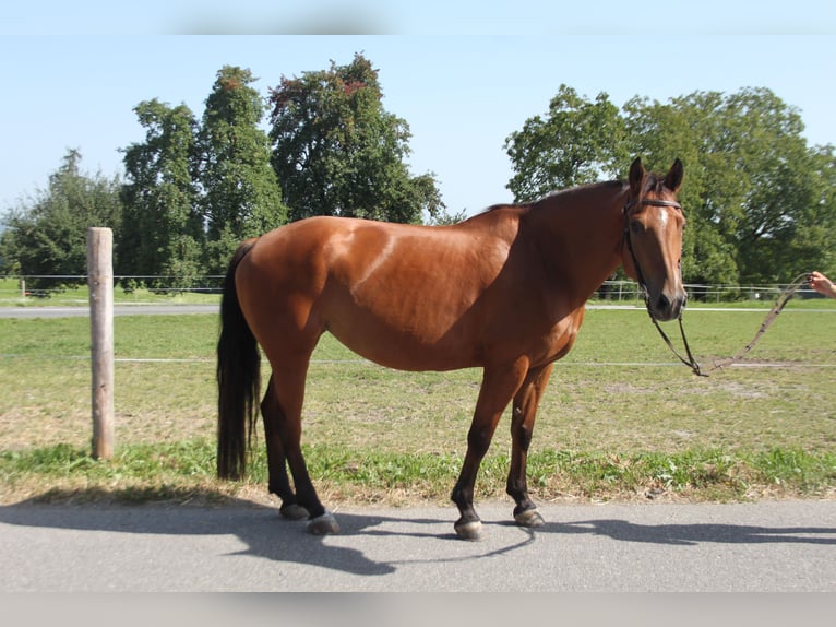 Freiberger Stute 17 Jahre 157 cm Brauner in Sch&#xF6;nholzerswilen