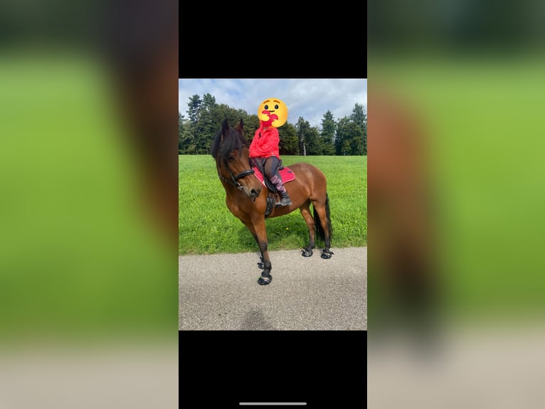 Freiberger Stute 17 Jahre 173 cm Dunkelbrauner in Ursenbach