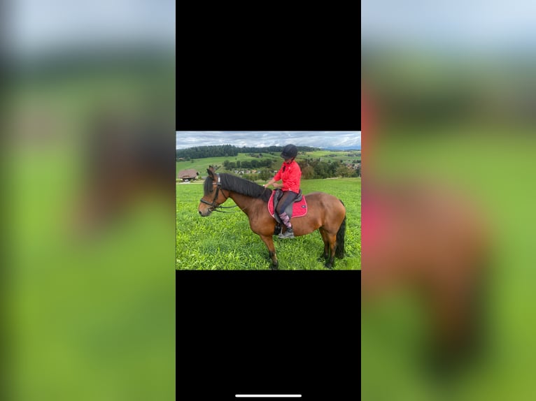 Freiberger Stute 17 Jahre 173 cm Dunkelbrauner in Ursenbach