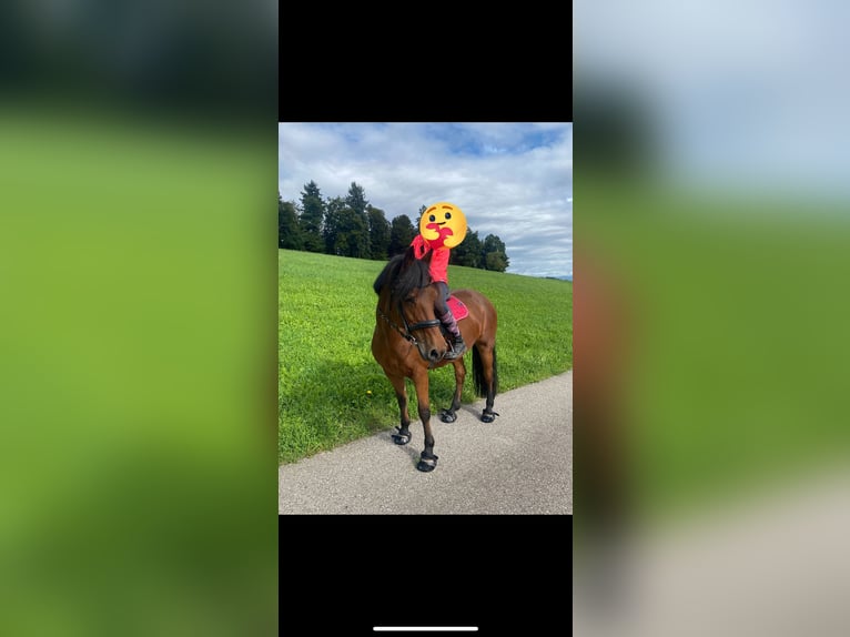 Freiberger Stute 17 Jahre 173 cm Dunkelbrauner in Ursenbach