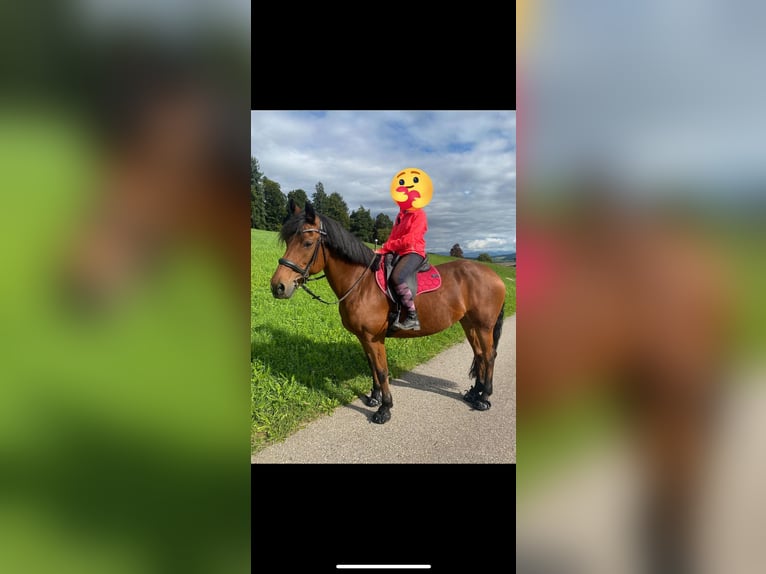 Freiberger Stute 17 Jahre 173 cm Dunkelbrauner in Ursenbach