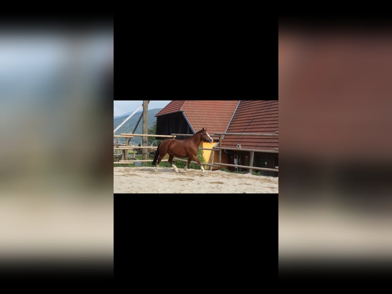 Freiberger Stute 18 Jahre 150 cm Brauner in Nordrach