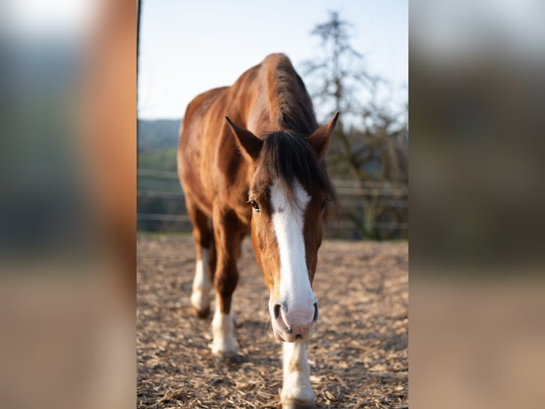 Freiberger Stute 18 Jahre 150 cm Brauner in Nordrach