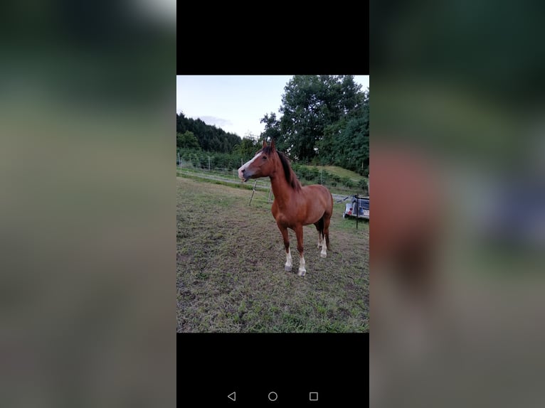 Freiberger Stute 18 Jahre 150 cm Brauner in Nordrach