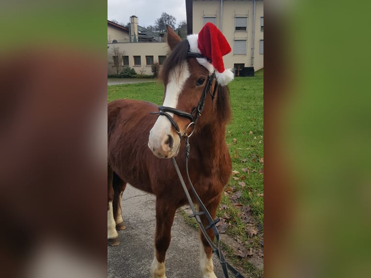 Freiberger Stute 18 Jahre 150 cm Brauner in Nordrach