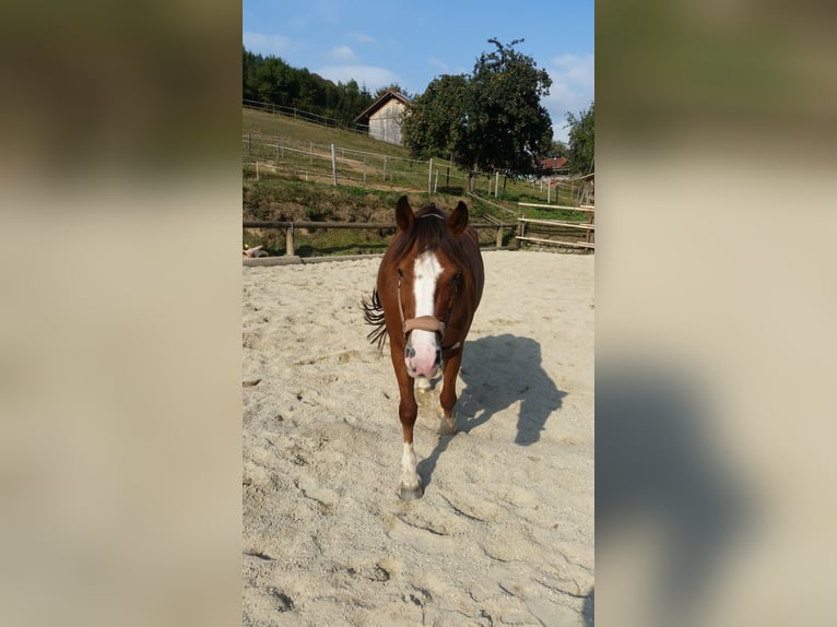 Freiberger Stute 18 Jahre 150 cm Brauner in Nordrach