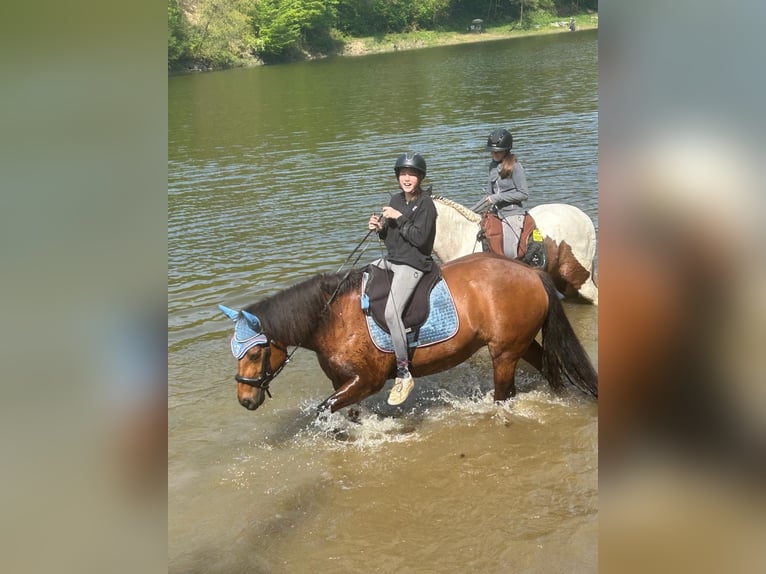 Freiberger Stute 18 Jahre 150 cm Brauner in Rheinbach