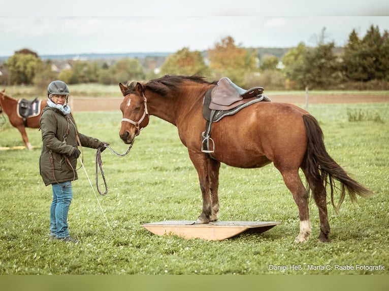 Freiberger Stute 18 Jahre 150 cm Brauner in Rheinbach