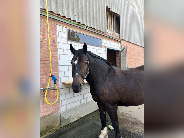 Freiberger Mix Stute 18 Jahre 169 cm Brauner in Niederdorf