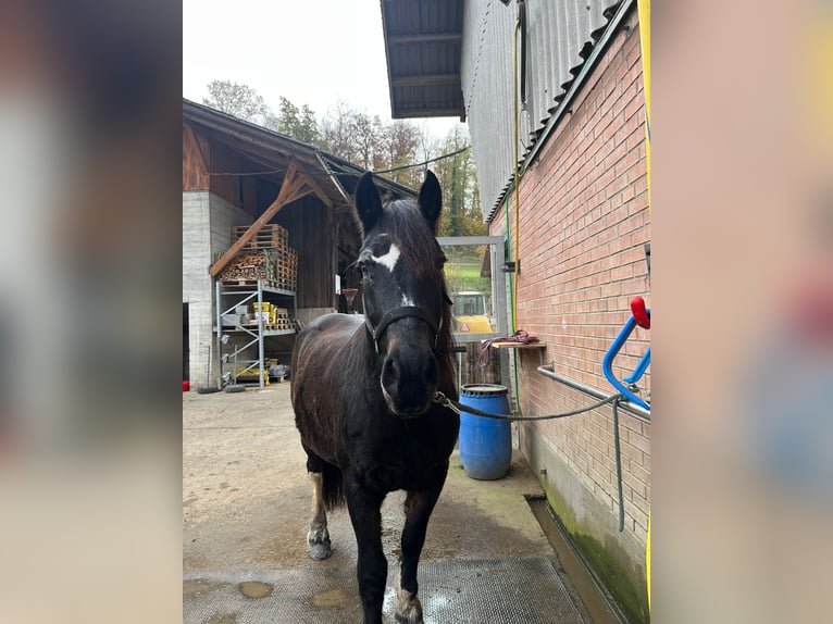 Freiberger Mix Stute 18 Jahre 169 cm Brauner in Niederdorf