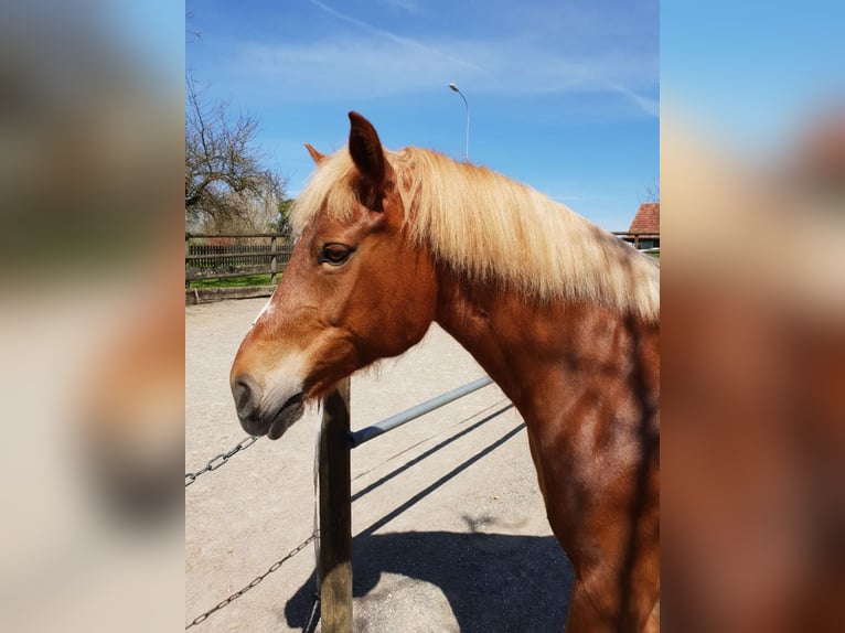 Freiberger Stute 19 Jahre 152 cm Fuchs in Hosenruck