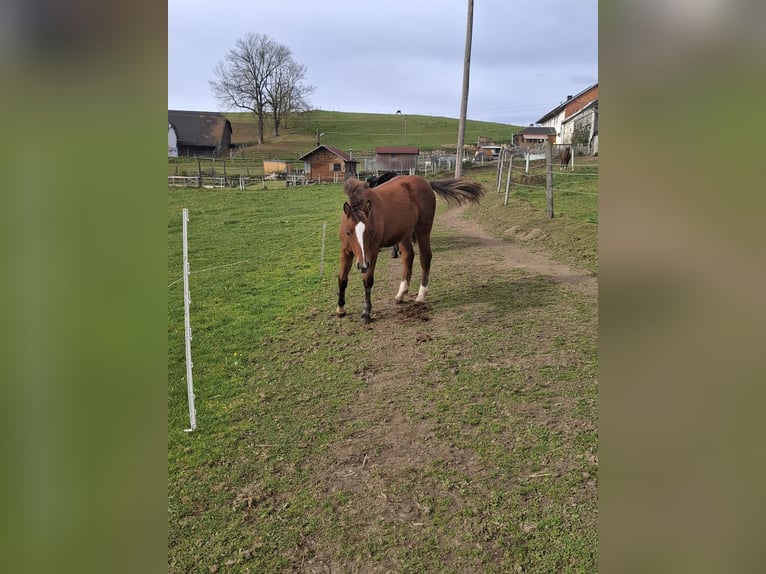 Freiberger Stute 1 Jahr 156 cm Brauner in Schenkenfelden