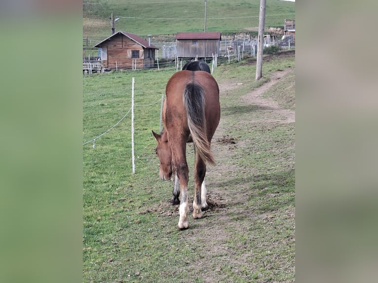 Freiberger Stute 1 Jahr 156 cm Brauner in Schenkenfelden