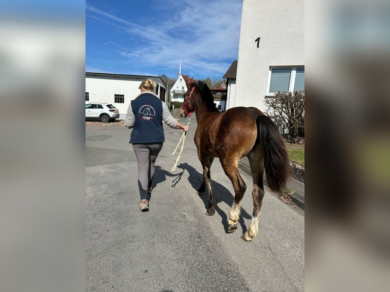 Freiberger Stute 1 Jahr 158 cm Brauner in L&#xFC;gde