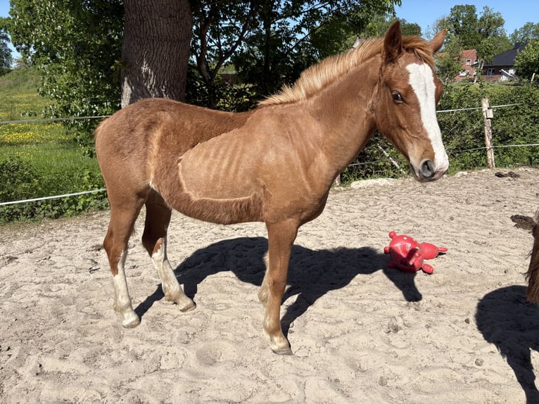 Freiberger Stute 1 Jahr 158 cm Fuchs in Rhauderfehn