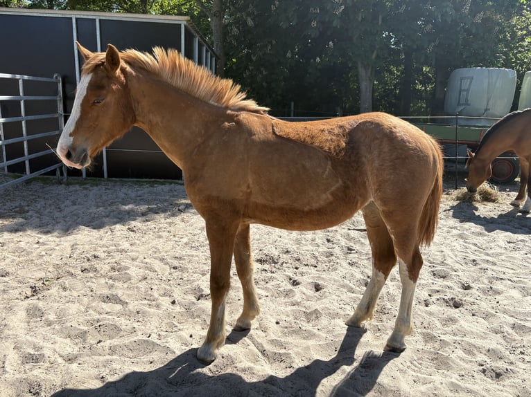 Freiberger Stute 1 Jahr 158 cm Fuchs in Rhauderfehn