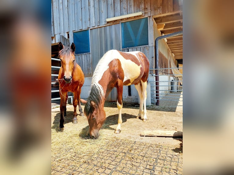 Freiberger Stute 1 Jahr Brauner in Innerberg