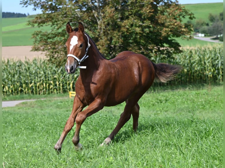Freiberger Stute 1 Jahr Brauner in Grossdietwil