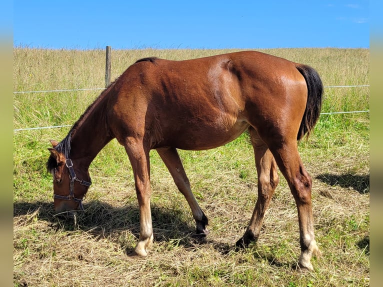 Freiberger Stute 1 Jahr Brauner in Grossdietwil