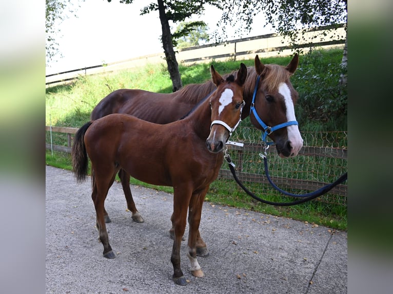 Freiberger Stute 1 Jahr Brauner in Grossdietwil