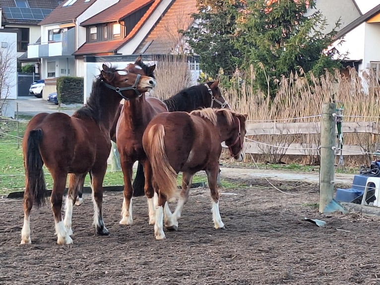 Freiberger Stute 1 Jahr Fuchs in Langenau