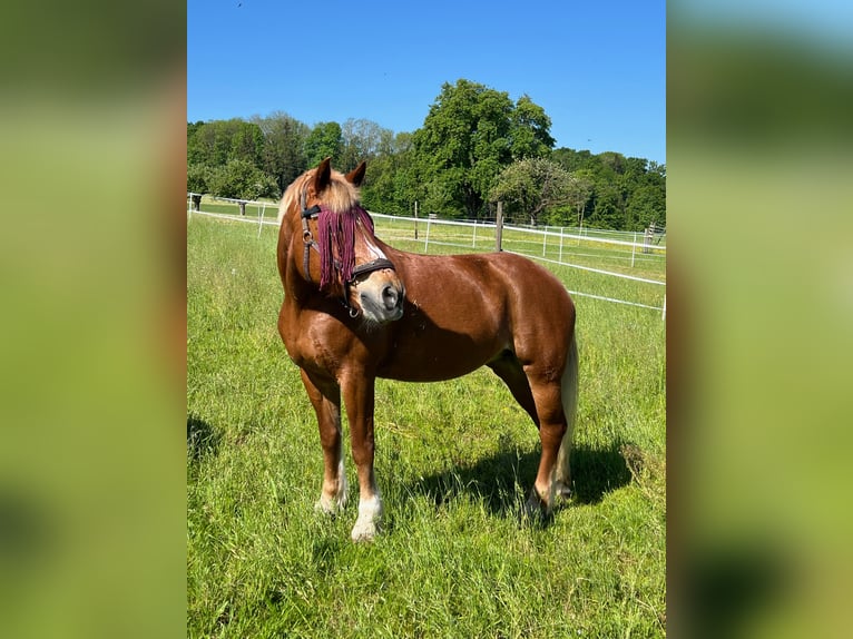 Freiberger Stute 20 Jahre 152 cm Fuchs in Hosenruck