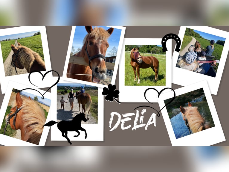 Freiberger Stute 20 Jahre 152 cm Fuchs in Hosenruck