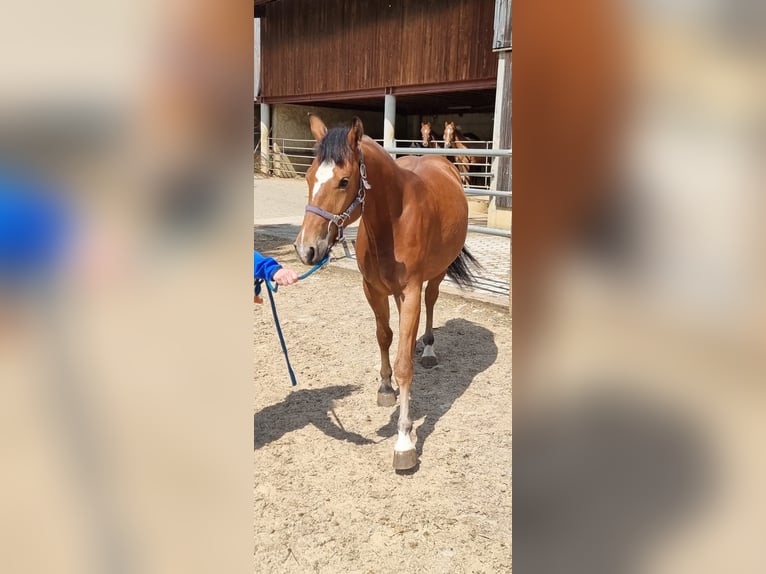 Freiberger Stute 2 Jahre 153 cm Brauner in Grossdietwil