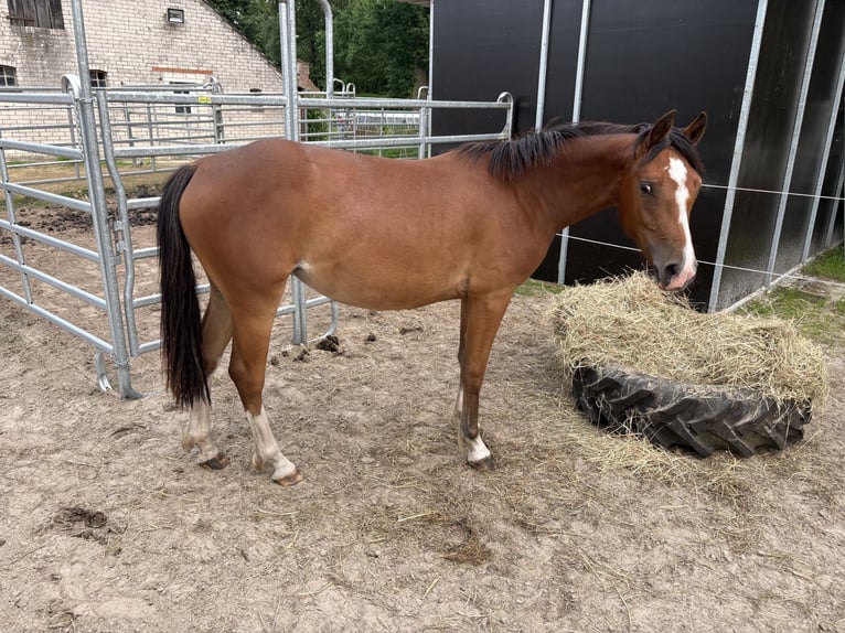 Freiberger Stute 2 Jahre 154 cm Brauner in Rhauderfehn