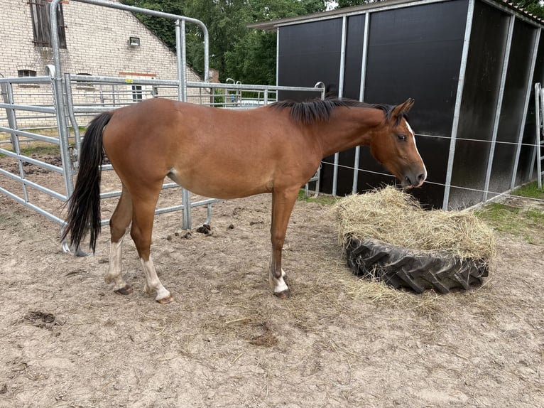 Freiberger Stute 2 Jahre 154 cm Brauner in Rhauderfehn