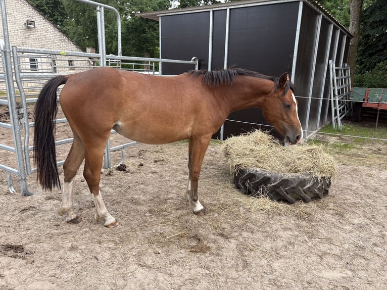 Freiberger Stute 2 Jahre 154 cm Brauner in Rhauderfehn