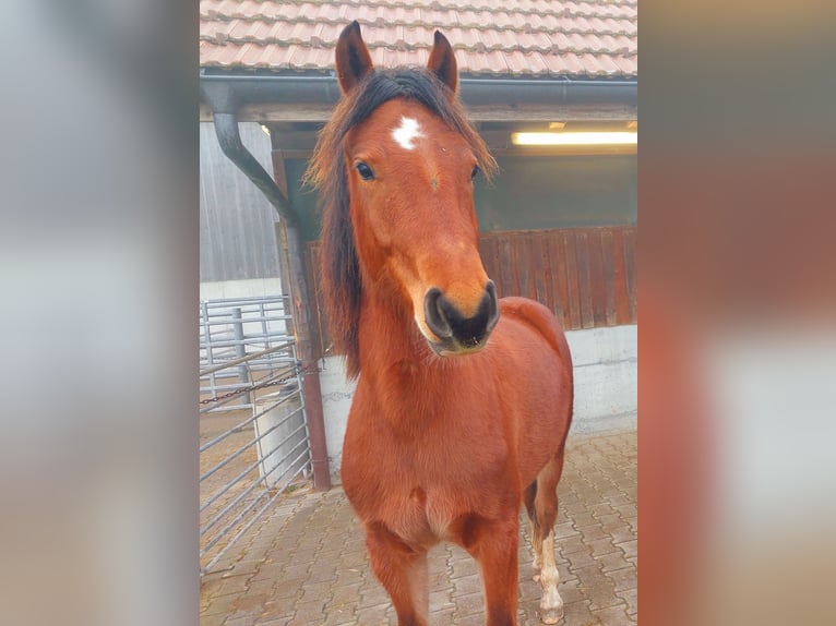 Freiberger Stute 2 Jahre 154 cm in Innerberg