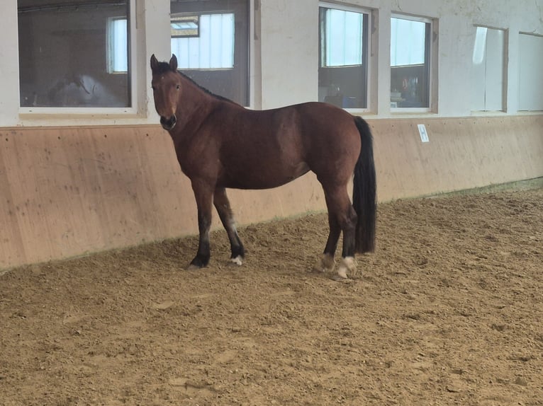 Freiberger Stute 2 Jahre 158 cm Brauner in Niederneisen