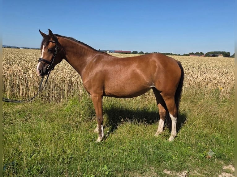 Freiberger Stute 3 Jahre 148 cm Brauner in Pattensen