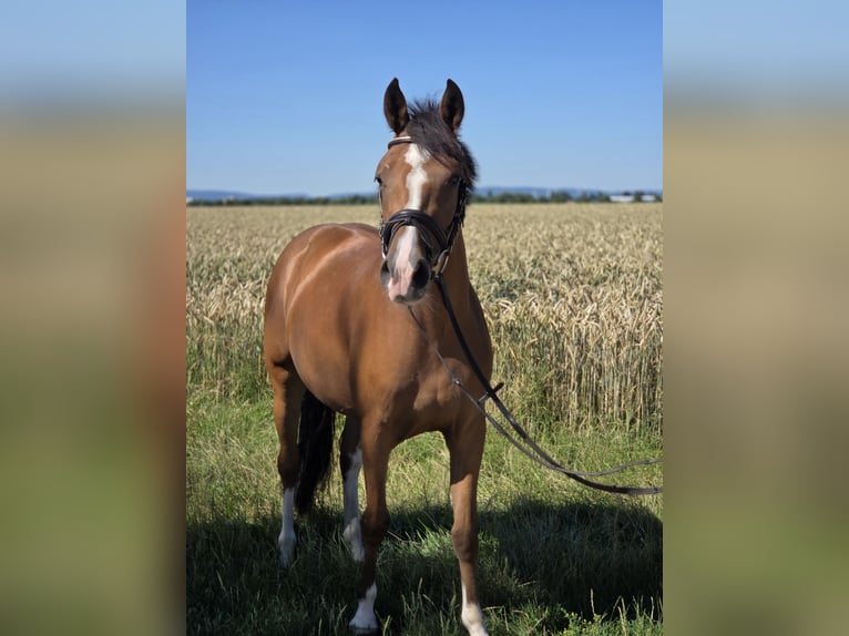 Freiberger Stute 3 Jahre 148 cm Brauner in Pattensen