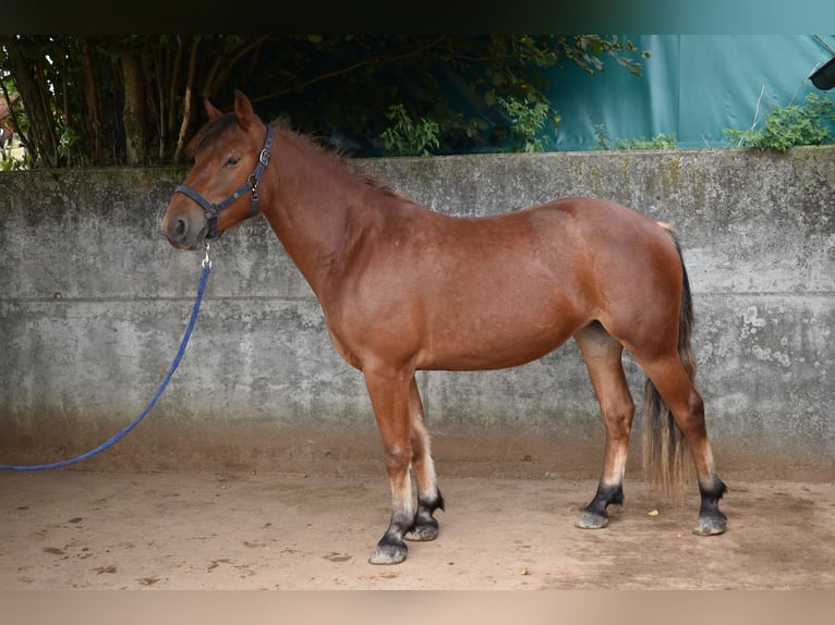 Freiberger Stute 3 Jahre 148 cm Brauner in Affoltern im Emmental