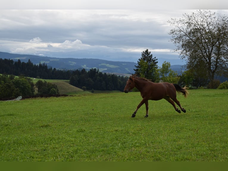 Freiberger Stute 3 Jahre 148 cm Brauner in Affoltern im Emmental