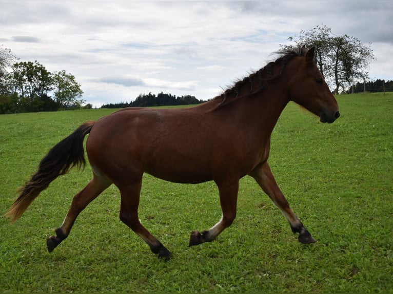 Freiberger Stute 3 Jahre 148 cm Brauner in Affoltern im Emmental