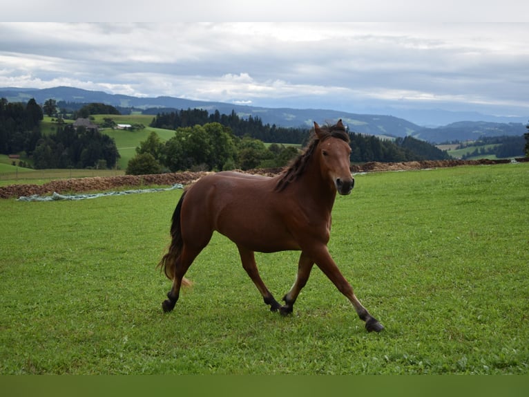 Freiberger Stute 3 Jahre 148 cm Brauner in Affoltern im Emmental