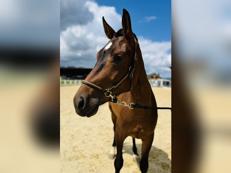 Freiberger Stute 3 Jahre 150 cm Dunkelbrauner in Dietikon