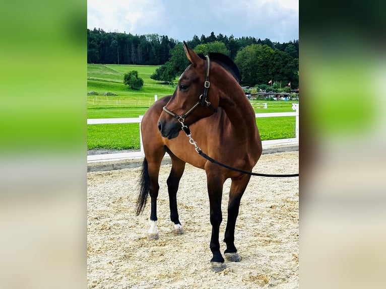 Freiberger Stute 3 Jahre 150 cm Dunkelbrauner in Dietikon